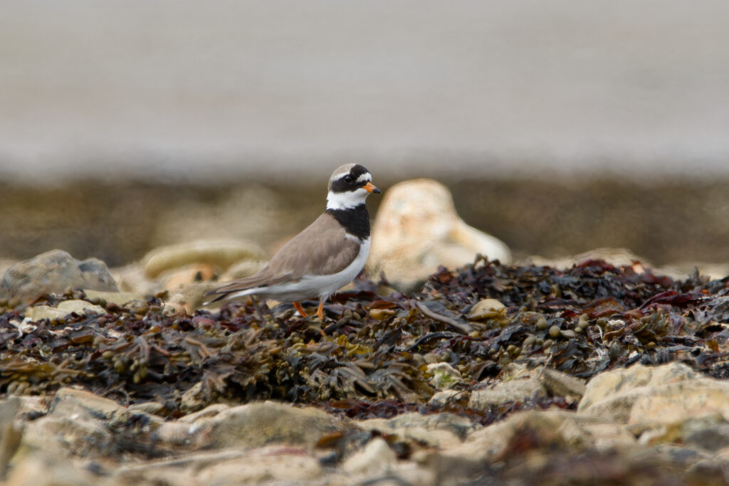 Ringed Plover